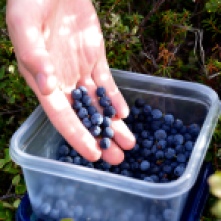 Picking wild blueberries