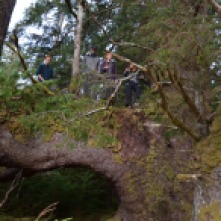 Tree climbing In the Gwaii hanas National Park