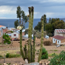 Cactus in Yumani
