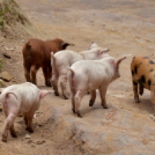 Piglets on the trail across Isla Del Sol