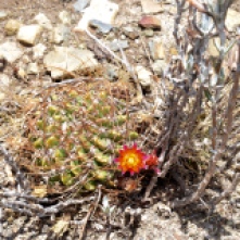 Cactus beside the trail on Isla Del Sol