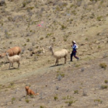 Young boys flying kites while looking after their animals in the hills of Isla Del Sol