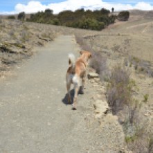 Trail across Isla Del Sol with our new adopted friend
