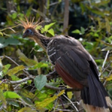 Hoazin Bird Pampas Bolivia