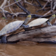 River Turtles Pampas Bolivia