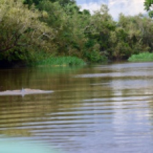 Pink River Dolphins surfacing in Yacuma River, Pampas Bolivia