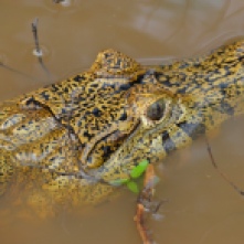 Spotted Caiman Pampas Bolivia