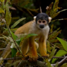 Yellow Squirrel Monkey Pampas Bolivia