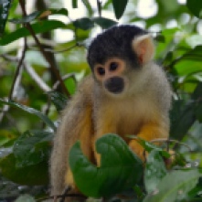 Yellow Squirrel Monkeys Pampas Bolivia