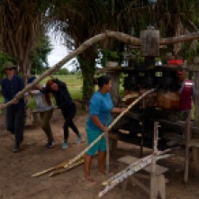 Sugar cane juicing Pampas Bolivia