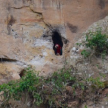 Macaw nests in Madidi National Park Bolivia