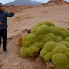 Medicinal Llareta plant, Salt Flats tour Bolivia