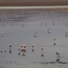 Flamingos on the Salt Flats tour