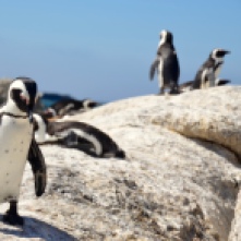 Endangered South African Penguins